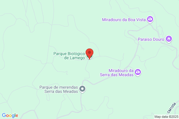 Maria M Pinho Almeida